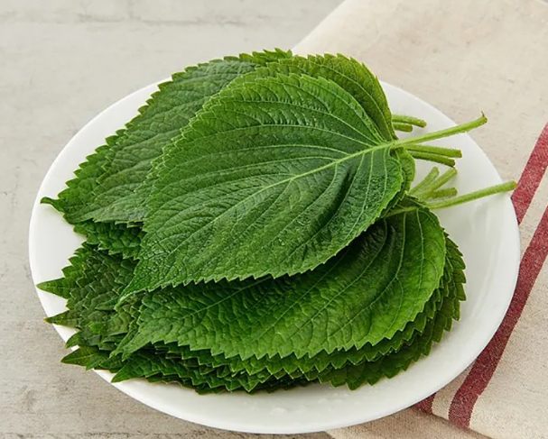 芝麻葉種植